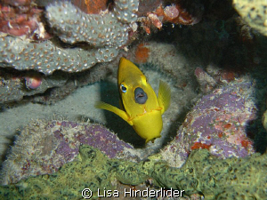 "How bout a kiss?" Rock Beauty looking pretty sweet! by Lisa Hinderlider 